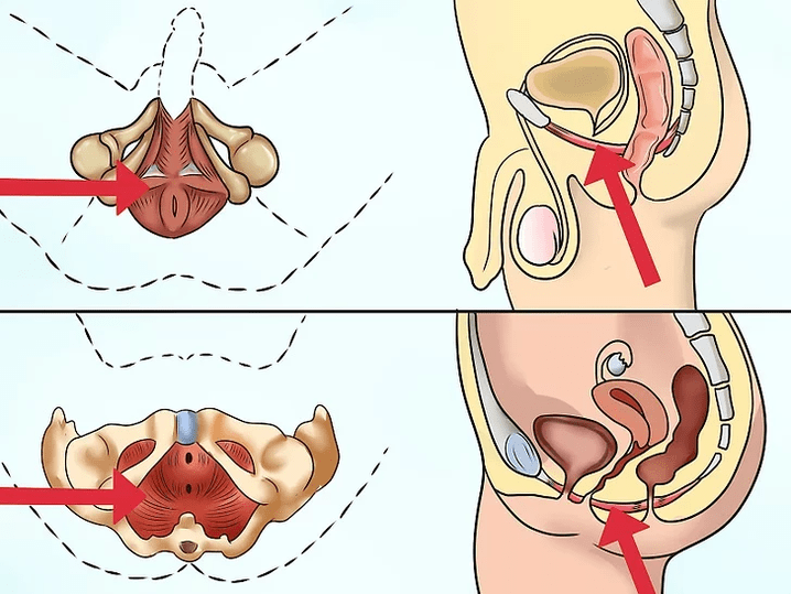 Der Musculus pubococcygeus, der bei der Ausführung des Kegel-Komplexes angespannt sein muss.